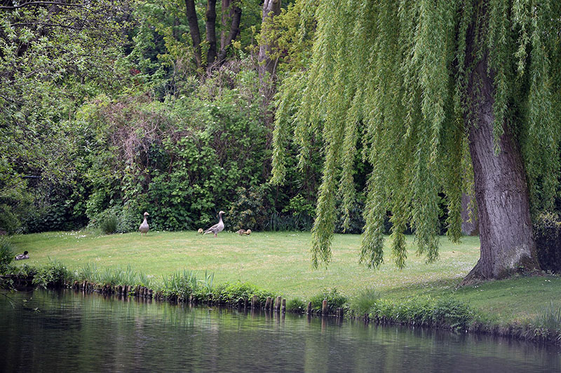 willow